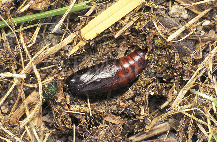 stock photo image: Insect, insects, pest, pests, plant pest, plant pests, caterpillar, caterpillars, larvae, armyworm, army worms, lawn, insect, insects, lawn armyworm, lawn armyworms, lawn, lawns.