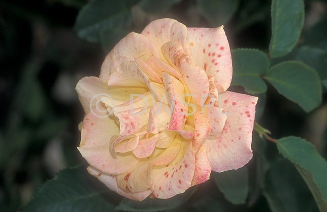 rose botrytis blight edu