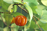 MATURE TROPICAL FRUIT OF BRAZILIAN OR SURINAM CHERRY, EUGENIA UNIFLORA SYN E. MICHELII. ALSO KNOWN AS MONKI MONKI OR PITANGA