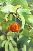 MATURE TROPICAL FRUIT BRAZILIAN CHERRY GROWING ON TREE, EUGENIA