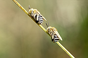 Insect, Insects, bee, bees, cuckoo, cuckoo bee, cuckoo bees, cuckoo-bee, cuckoo-bees.