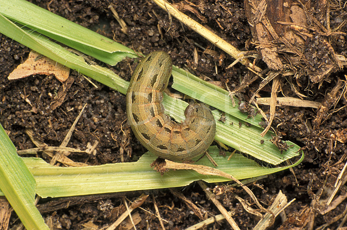 stock photo image: Insect, insects, Pest, pests, plant pest, plant pests, armyworm, armyworms, Spodoptera, mauritia, Spodoptera mauritia, Noctuidae, larvae, kikuyu grass, kikuyu, worm, worms, army worm, army worms.