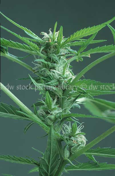 stock photo image: Herb, herbs, annual herb, annual herbs, cannabaceae, marijuana, narcotic, narcotics, drug, drugs, hemp, hemp plant, hemp plants, hallucinogens, grass, cannabis, cannabis sativa.