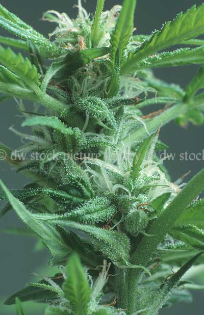 stock photo image: Herb, herbs, annual herb, annual herbs, cannabaceae, marijuana, narcotic, narcotics, drug, drugs, hemp, hemp plant, hemp plants, hallucinogens, grass, cannabis, cannabis sativa.