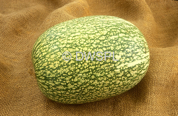 stock photo image: Food, Vegetable, Vegetables, cucurbit, cucurbits, cucurbita, cucurbita ficifolia, ficifolia, fig leaf squash, squash, gourd, gourds, malabar, malabar gourd, malabar gourds, cidra, sidra, lacoyote, lacoyotes, chiverri, chilacoyote, chilacoyotes.