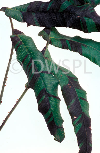 stock photo image: Insect, insects, pest, pests, plant pest, plant pests, nematode, nematodes, leaf, leaf nematode, leaf nematodes, aphelenchoide, aphelenchoides.