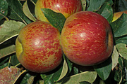 Food, Apple, Apples, Plant disease, Plant diseases, mildew, mildews, powdery mildew, russet, russetting, podosphaera leucotricha, red apple, red apples, malus, apple russetting.
