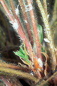 Insects, insect, Arthropod, Arthropods, insecta, plant pest, plant pests, pest, pests, mealy bug, mealy bugs, mealybug, mealybugs, Hemiptera, hemipterous, mealybugs, longtailed, longtailed mealy bug, longtailed mealy bugs, longtailed mealybug, longtailed mealybugs, long-tailed, long-tailed mealy bug, long-tailed mealy bugs, pseudococcus, longispinus, pseudococcus longispinus, alpine strawberry, alpine strawberries.