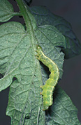 Lepidoptera, noctuidae, insect, insects, Arthropod, Arthropods, insecta, caterpillar, caterpillars, pest, pests, looper, loopers, looper caterpillar, looper caterpillars, looper moth, looper moths, moth, moths, moth larvae, geometridae, larvae, plant pest, plant pests.