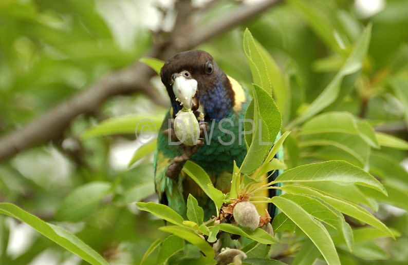 stock photo image: Australia, bird, birds, australian bird, australian birds, parrot, parrots, ring neck, ring necks, ringneck, ringneck parrot, ringneck parrots, ring neck parrot, ring neck parrots, australian ringneck, western ringneck, western ringneck parrot, western ringneck parrots, port lincoln ringneck, port lincoln ringneck parrot, port lincoln ringneck parrots, twenty-eight parrot, twenty-eight parrots, australian ringneck parrot, australian ringneck parrots, australian ring neck parrot, australian ring neck parrots, barnardius, zonarius, barnardius zonarius, psittacidae, semitorquatus, wa, western australia.