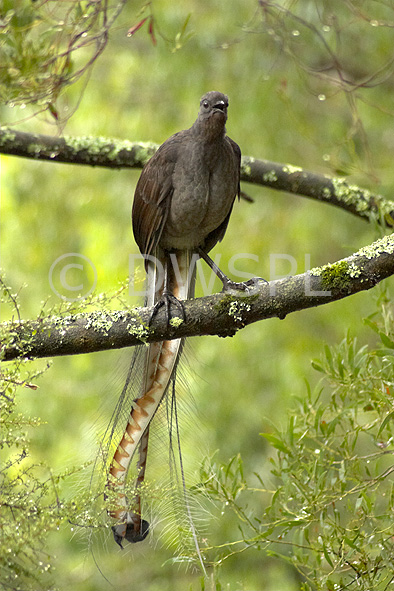 stock photo image: Australia, australian, australian bird, australian birds, bird, birds, lyre, lyre bird, lyre birds, lyrebird, lyrebirds, superb, superb lyrebird, superb lyrebirds, menuridae, menura, novaehollandiae, menura novaehollandiae, songbird, songbirds, lichen.