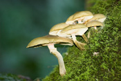 Australia, fungus, fungi, tree, trees, tree fungus, tree fungi, rainforest, rainforests.