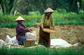 Indonesia, bali, ubud, women, woman, female, females, occupation, occupations, outdoors, rice, harvest, harvests, harvesting, rice paddy, rice paddies, paddy, paddies, hat, hats.
