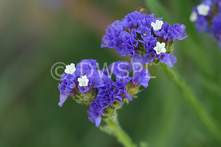 stock photo image: Flower, flowers, statice, sea lavender.