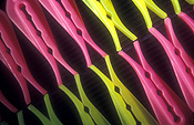 Pattern, patterns, background, backgrounds, effect, effects, repetition, repetitious, repetitive, peg, pegs, plastic, washing, washing peg, washing pegs, pink, yellow, clothes peg, clothes pegs.