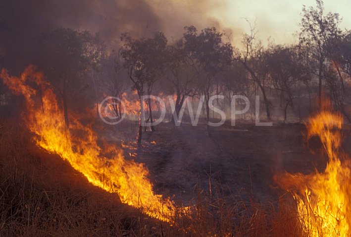 stock photo image: Disaster, disasters, natural disaster, natural disasters, Fire, Fires, Bushfire, Bushfires, Australia, nt, northern territory, kakadu, kakadu national park, national park, national parks, burn, burns, burning, burnt, flame, flames, TREE, TREES, smoke.
