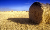 Australia, Rural, Rural Scene, Rural Scenes, Agriculture, Farming, Farmland, farm, farms, hay, haybale, haybales, hay bale, hay bales, crop, crops, Vic, Victoria, Port Campbell NP, Port Campbell National Park, straw, straw bale, straw bales.