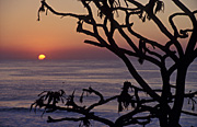 Australia, Beach, Beaches, water, coast, coasts, coastal, coastline, coastlines, qld, queensland, pandanus, pandanus palm, palm, palms, burleigh head, burleigh head np, burleigh head national park, national park, national parks, sunrise, sunrises, sunrises and sunsets.