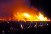 Agriculture, cane, sugar, sugarcane, sugarcane, sugar cane, fire, fires, burning cane, burning sugar cane, flame, flames, smoke, kununurra, WA, Western Australia, Australia.