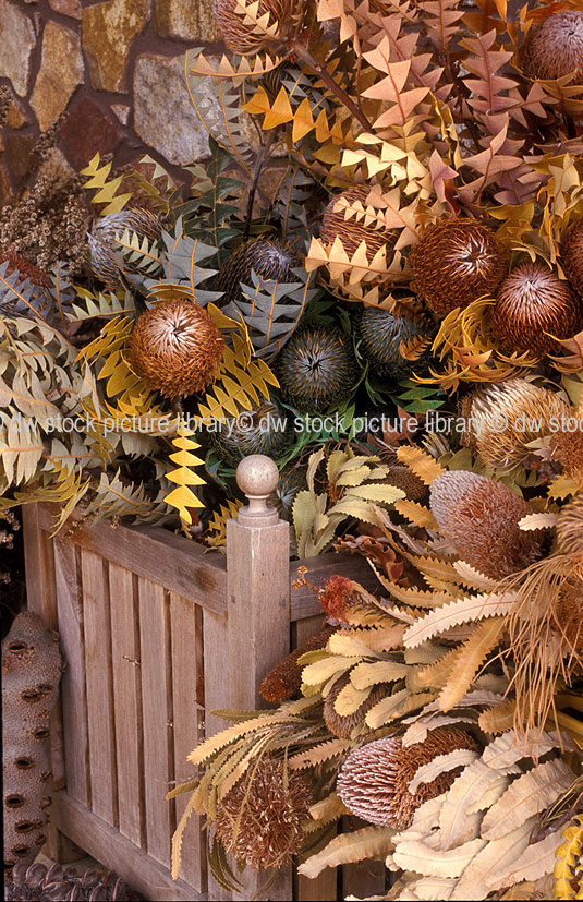 stock photo image: Flower, flowers, banksia, banksias, flower arrangement, flower arrangements, floral arrangement, flora arrangements, pot, pots, garden pot, garden pots, outdoor pot, outdoor pots.