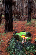 Fungus, fungi, agaric, fly agaric, amanita, muscaria, amanita muscaria, toadstool, toadstools, poisonous, victoria, vic, australia, bright, forest, forests, pine, pine tree, pine trees, tree, trees, pine forest, pine forests.