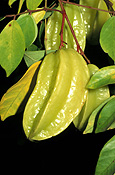 CARAMBOLA (STAR FRUIT) AVERRHOA CARAMBOLA