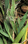 Mould, moulds, slime, slime mould, slime moulds, lawn, lawns, lawn slime mould, disease, diseases, lawn disease, lawn diseases, fungus, fungi.