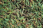 Mould, moulds, slime, slime mould, slime moulds, lawn, lawns, lawn slime mould, disease, diseases, lawn disease, lawn diseases, fungus, fungi.