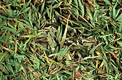 Mould, moulds, slime, slime mould, slime moulds, lawn, lawns, lawn slime mould, disease, diseases, lawn disease, lawn diseases, fungus, fungi.