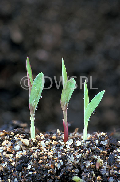 stock photo image: Australia, qld, queensland, darling downs, great dividing range, agriculture, sorghum, sorghum crop, sorghum crops, seedling, seedlings, sorghum seedling, sorghum seedlings.