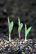 Australia, qld, queensland, darling downs, great dividing range, agriculture, sorghum, sorghum crop, sorghum crops, seedling, seedlings, sorghum seedling, sorghum seedlings.