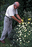 People, people gardening, garden, gardens, man gardening, men gardening, Gardening, leisure, old man, old men, elderly man, elderly men, old man, old men, elderly man, elderly men, elderly people, elderly person, elderly person, old people, male, males, man, prune, pruning, trim, trimming, clip, clipping, leisure, outdoors, people, old, aged, elderly.