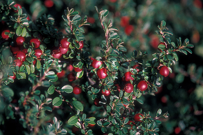 stock photo image: Cotoneaster, microphyllus, cotoneaster microphyllus, berry, berries.