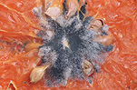 Fruit, mould, orange, oranges, citrus, citrus fruit, citrus fruits, fungus, fungi.