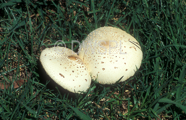 stock photo image: Fungus, fungi, toadstool, toadstools, lawn, lawns.