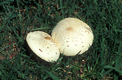 Fungus, fungi, toadstool, toadstools, lawn, lawns.
