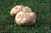 Fungus, fungi, puffball, puffballs, puff ball, puff balls, scleroderma, verrucosum, scleroderma verrucosum, gasteroid, gasteroid fungi, gasteroid fungus, LAWN, LAWNS.
