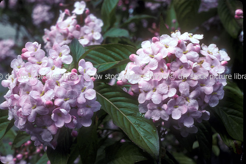 stock photo image: Flower, flowers, luculia, gratissima, luculia gratissima, pink, pink flower, pink flowers, rubiaceae, luculias, GRR34,