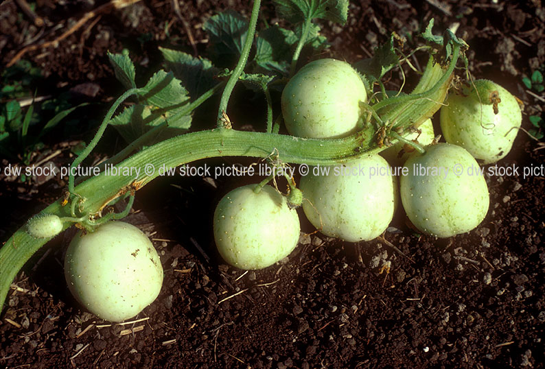 A ROYALTY FREE IMAGE OF APPLE CUCUMBERS ON VINE (CUCUMUMIS SATIVUS VAR. APPLE) NOT FLATTENED STEM