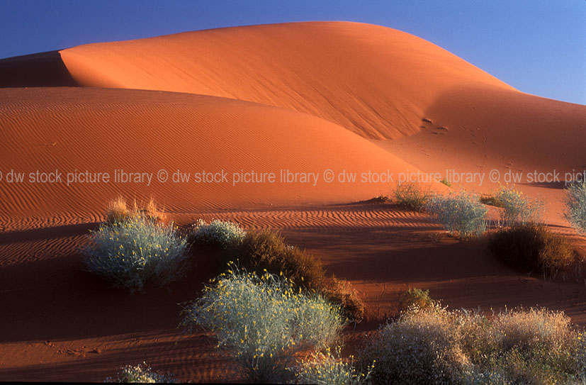 stock photo image: Australia, Australian, Australian desert, Australian deserts, desert, deserts, desert scenes, simpson, simpson desert, simpson, dune, dunes, sand dune, sand dunes, national park, national parks, simpson desert national park, simpson desert np, dry, outback, australian outback, outback australia, remote, vegetation.