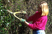 People gardening, garden, gardens, Gardening, prune, pruning, trim, trimming, clip, clippers, shears, garden shears, gardening shears, people, woman, women, hedge, hedges, hedging, female, females, woman gardening, women gardening, garden tools, gardening tools, tools, outdoors, gardener, gardeners, Australia, Sport pictures, Sports, balloon images, hot air balloons