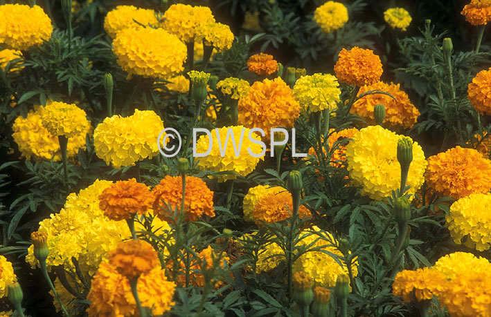 stock photo image: Flower, flowers, orange, orange flower, orange flowers, tagetes, marigold, marigolds, compositae, annual, annuals, tagetes erecta, erecta, african marigold, african marigolds, aztec marigold, aztec marigolds, american marigold, american marigolds, yellow, yellow flowers, yellow flowers, sunset giants.