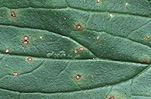 Herb, herbs, rust, mint, spear mint, spearmint, spearmint run, plant disease, plant diseases, fungus, fungi, mentha, spicata, mentha spicata, viridis, mentha viridis.