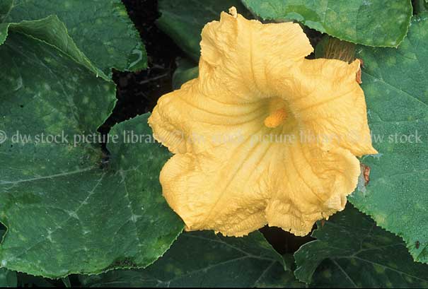 stock photo image: Vegetable, vegetables, Cucurbitaceae, Cucurbita, Cucurbita moschata, moschata, squash, butternut, butternuts, Pumpkin, Pumpkins, Butternut pumpkin, Butternut pumpkins, butternut squash, flower, flowers, yellow, yellow flower, yellow flowers, pumpkin flower, pumpkin flowers.