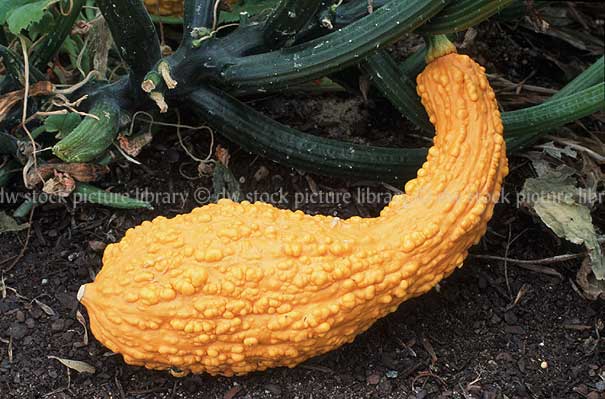 stock photo image: Food, Vegetable, vegetables, squash, crookneck, crooknecks, Crookneck squash, Cucurbita, Cucurbita pepo, Cucurbitaceae, pepo, early golden summer, courgette, courgettes, crookneck squash, summer squash.