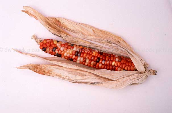 stock photo image: Vegetable, vegetables, Gramineae, Zea, Zea mays indurata, indurata, Corn, Ornamental corn, Maize, Mealy, mealies, indian corn.