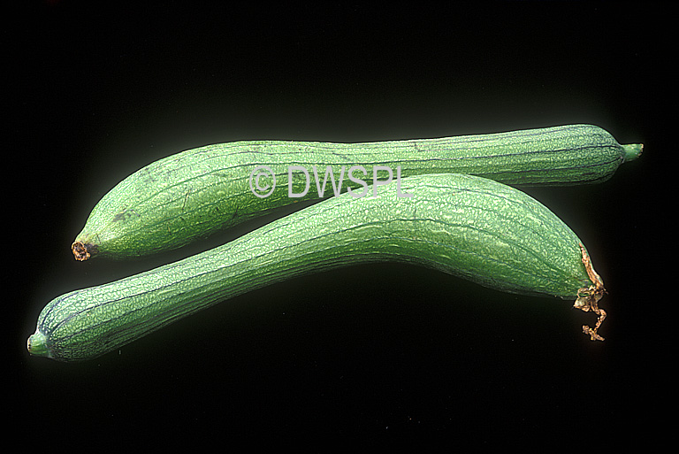 stock photo image: Vegetable, vegetables, Cucurbitaceae, Lagenaria, Lagenaria siceraria, Gourd, Gourds, smooth gourd, smooth gourds.