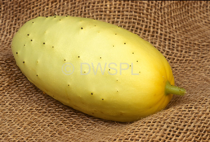 stock photo image: Food, Vegetable, vegetables, cucumber, cucumbers, syrian, syrian cucumber, syrian cucumbers, cucumis, cucumis sativus, sativus, hesian, Cucurbitaceae.