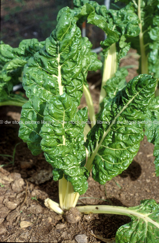 stock photo image: Vegetable, vegetables, Chenopodiaceae, beta, beta vulgaris, chard, chards, Swiss, swiss chard, beet, beets, Silverbeet, Leafbeet, leaf beet, silver beet, spinach.