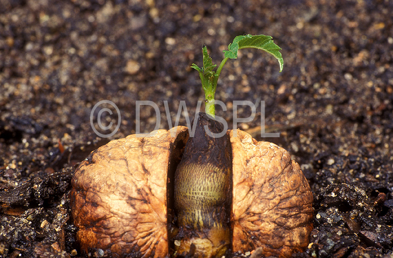 stock photo image: Food, nut, nuts, walnut, walnuts, seedling, seedlings, germinate, germinating, germination, walnut seedling, walnut seedlings, Juglans regia, Juglandaceae, english walnut, english walnuts, persian walnut, persian walnuts, carpathian walnut, carpathian walnuts, california walnut, california walnuts.